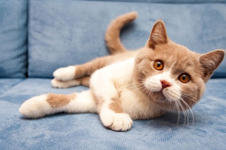 Cat on Couch