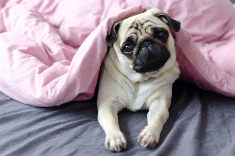 Dog on Bed