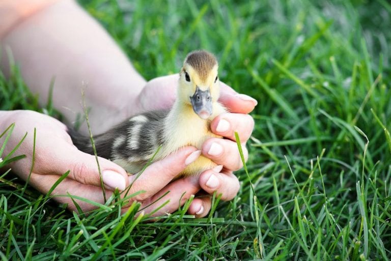 Duckling