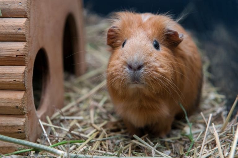 Guinea Pig Sitting Still