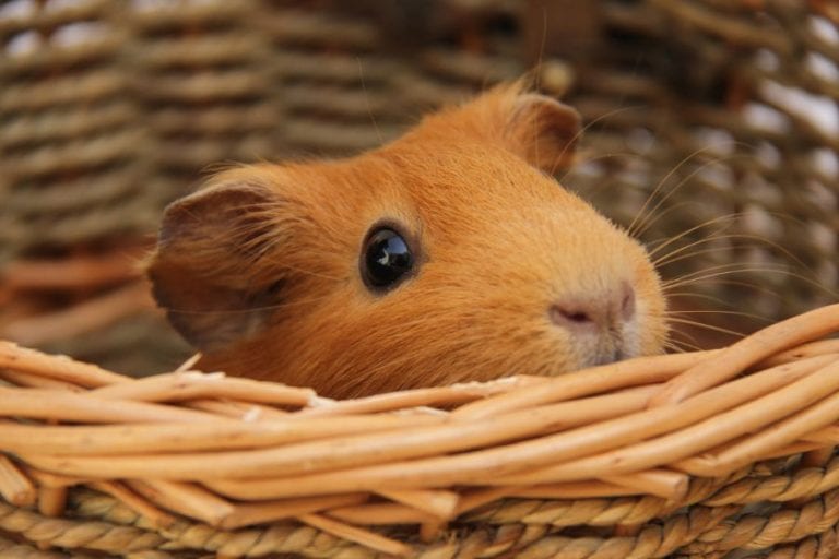 Hamster in Basket