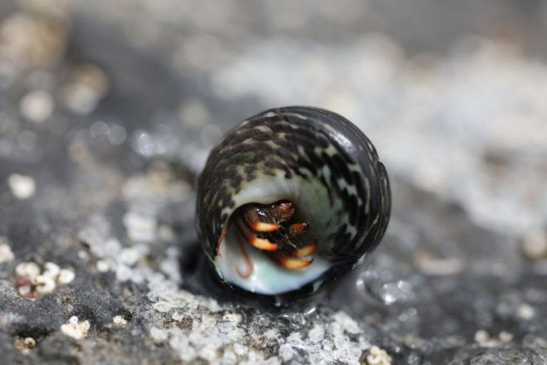 Hermit Crab Inside Shell
