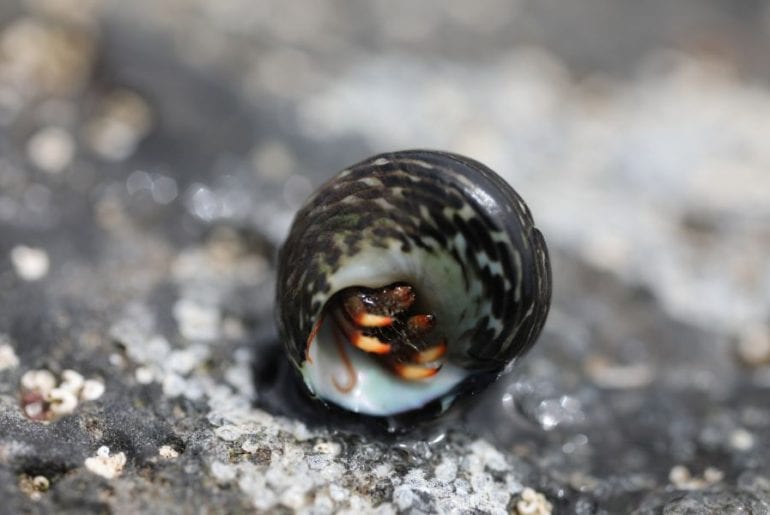 Why Did My Hermit Crab Die!? Fur, Wings, & Scaly Things