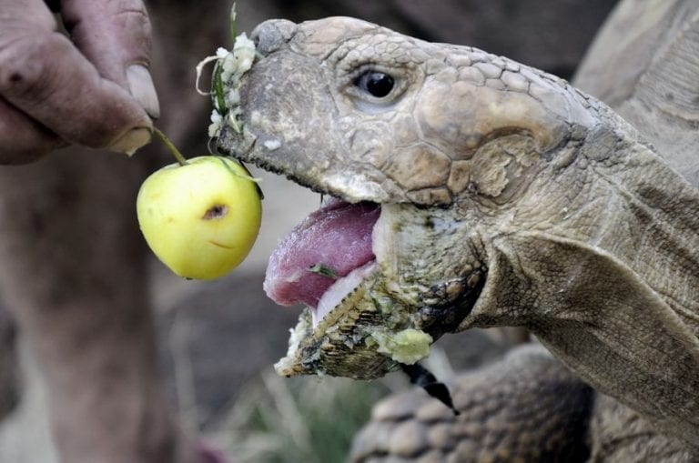 Tortoise Eating an Apple