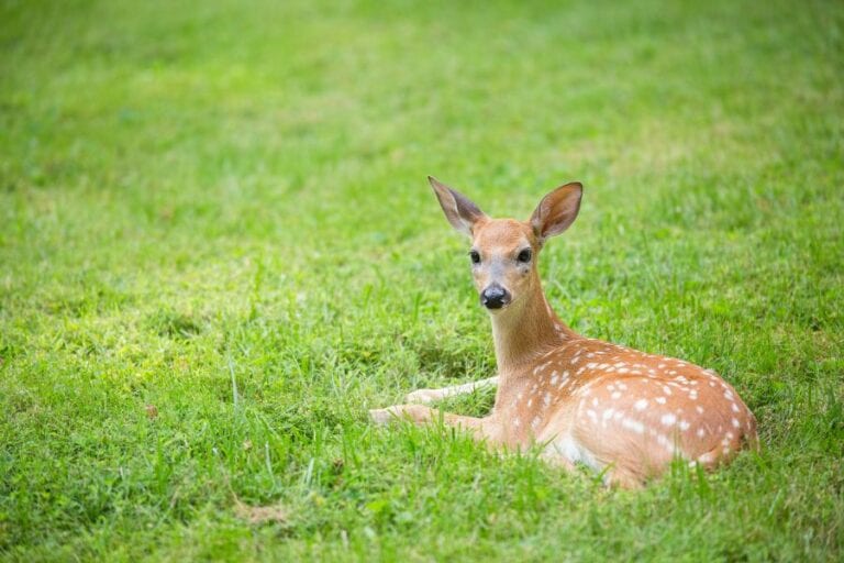Deer Laying in Yard