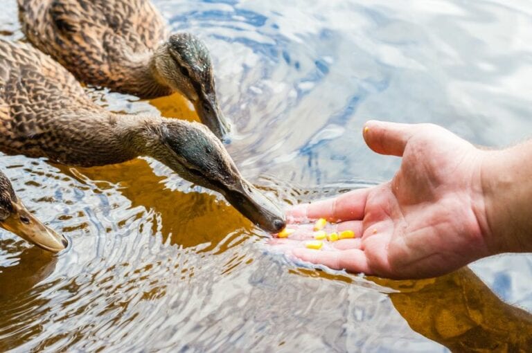 Ducks Eating Corn