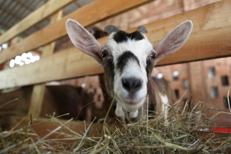 Goat Eating Hay