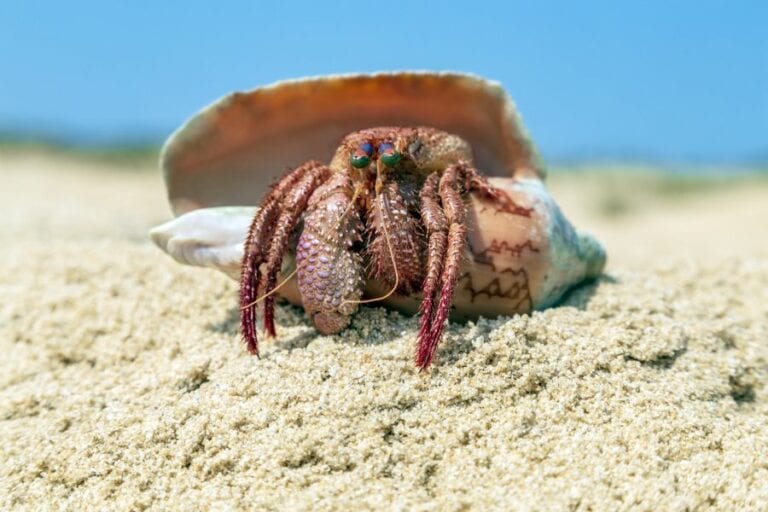 Hermit Crab in Shell