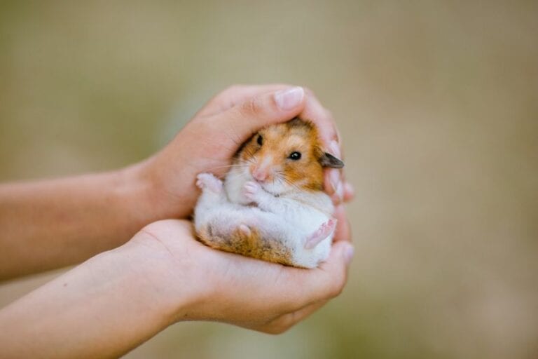 Holding a Small Hamster