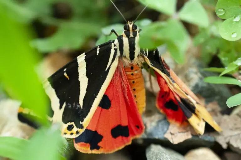 Injured Butterfly