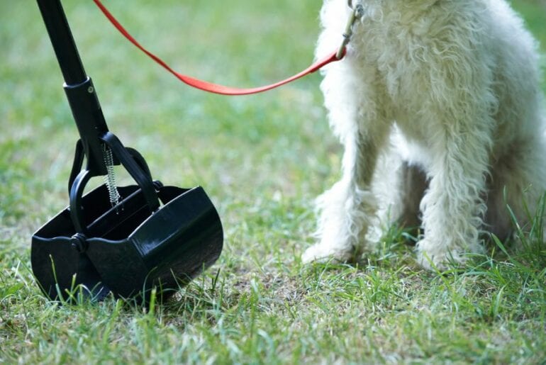 4 Ways to Stop Your Bin From Smelling of Dog Poop Picking up Dog Poop