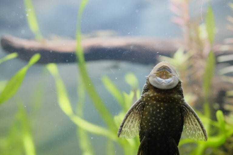 Pleco