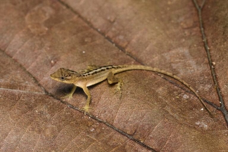Small Anole