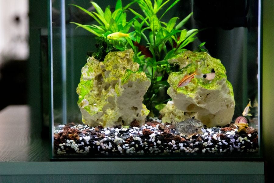 Nano Aquarium With Fish