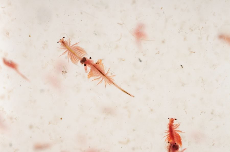 Brine Shrimp Swimming in Water