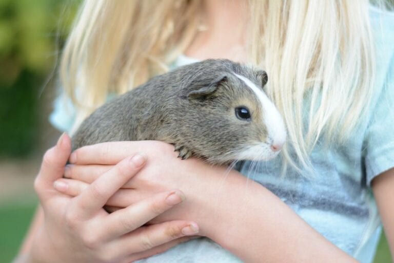 Child Holding a Guinea Pig