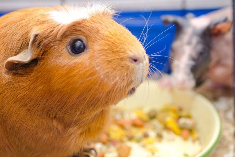 Closeup of Guinea Pig
