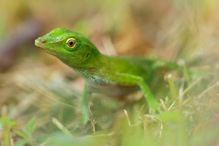 Green Anole