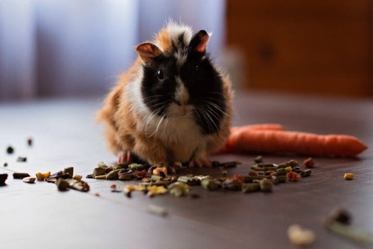 Guinea Pig Surrounded by Food