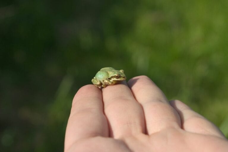 Holding a Small Frog