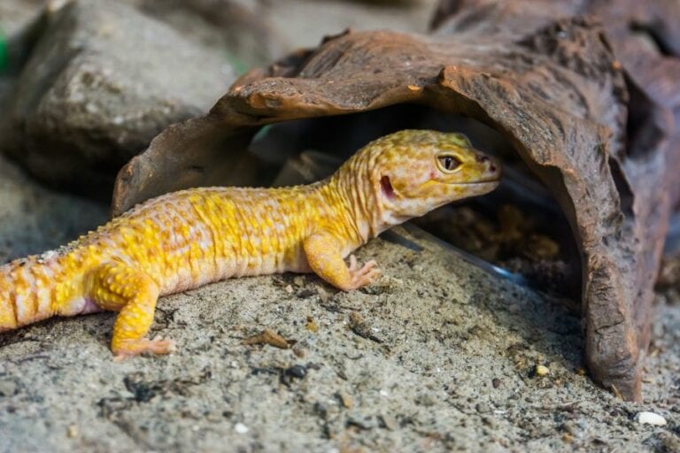 Leopard Gecko