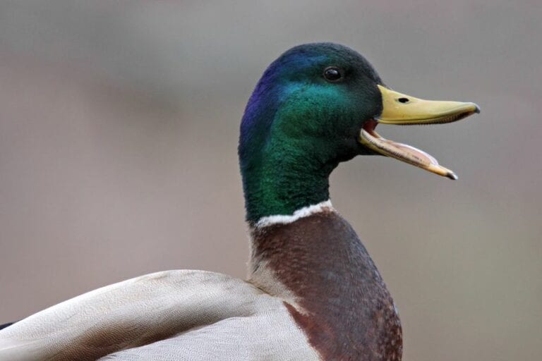 Quacking Duck