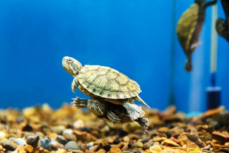 Turtles in Tank