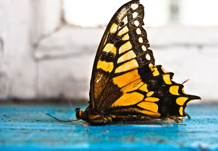 Dead Butterfly on Blue Table