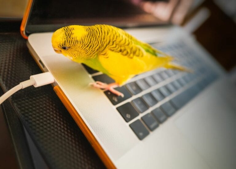 Budgie Sitting on Laptop