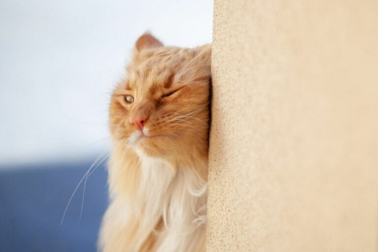 Cat Rubbing Against Wall