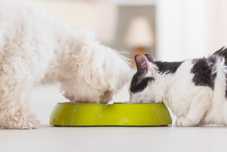 Cat and Dog Eating Food