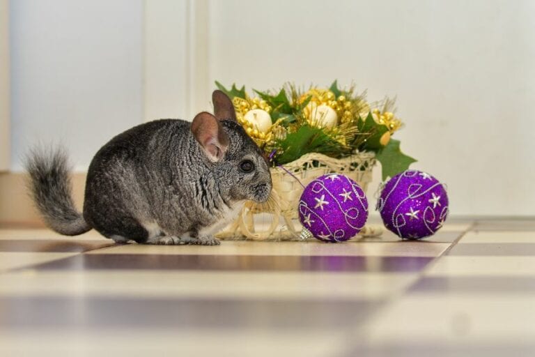 Chinchilla Playing with Ornaments