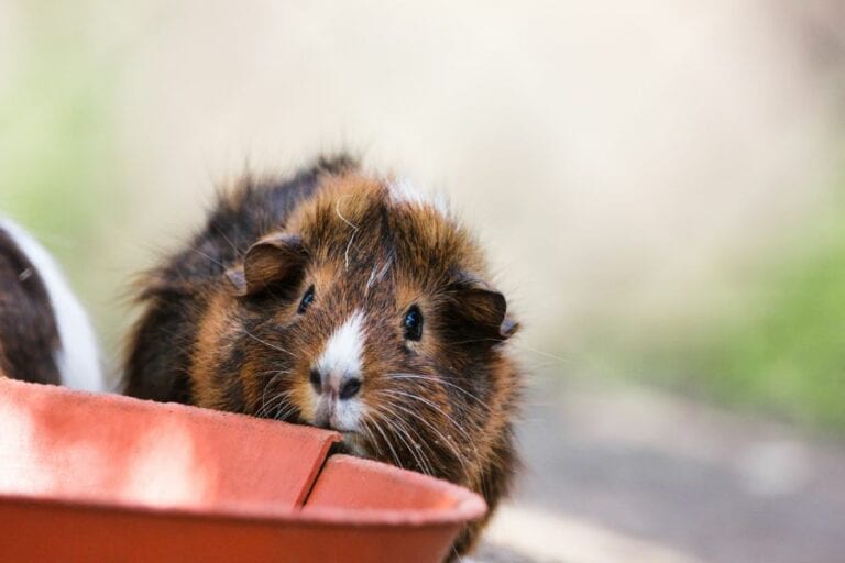 Guinea Pig Near Food Bowl