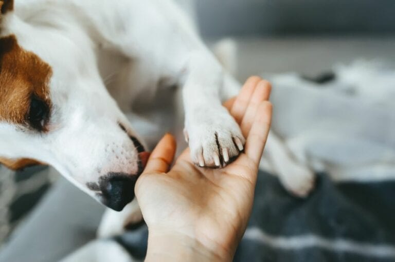 Jack Russell Terrier Licking Person