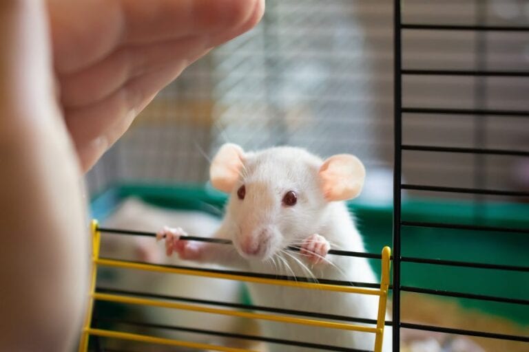 Mouse in Cage