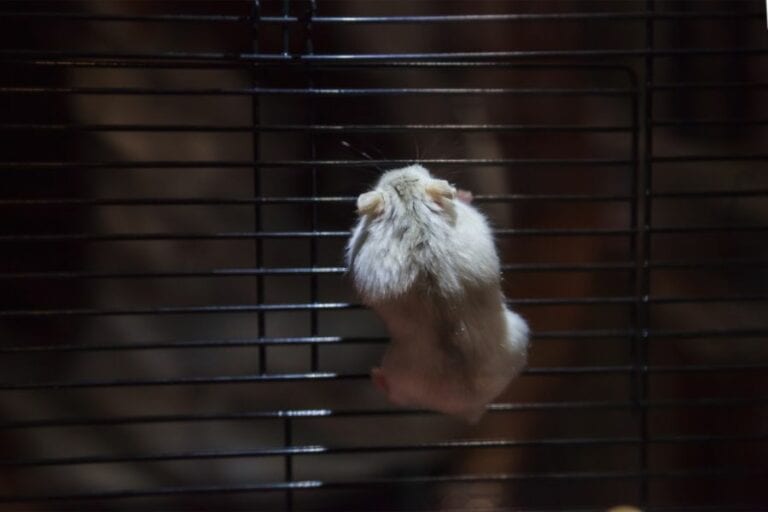 Dwarf Hamster Climbing Bars to Escape