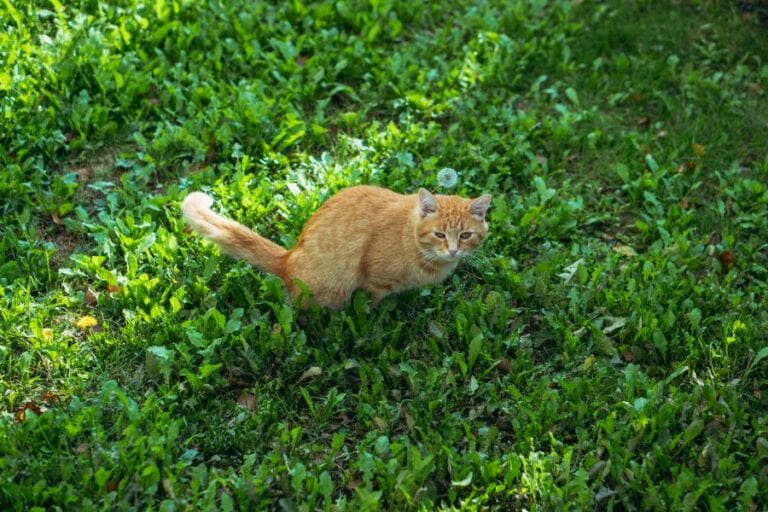 Ginger Cat Pooping on the Lawn