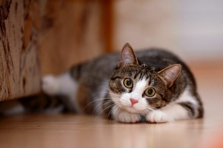 Tabby and White Cat Ready to Play