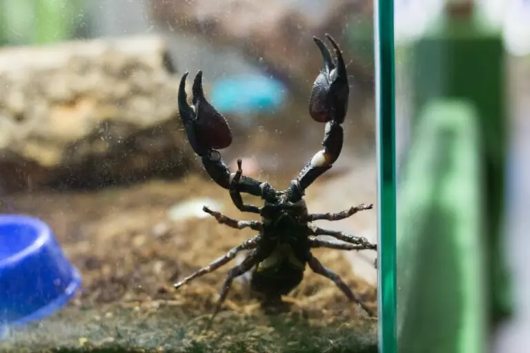 Black Scorpion in a Terrarium