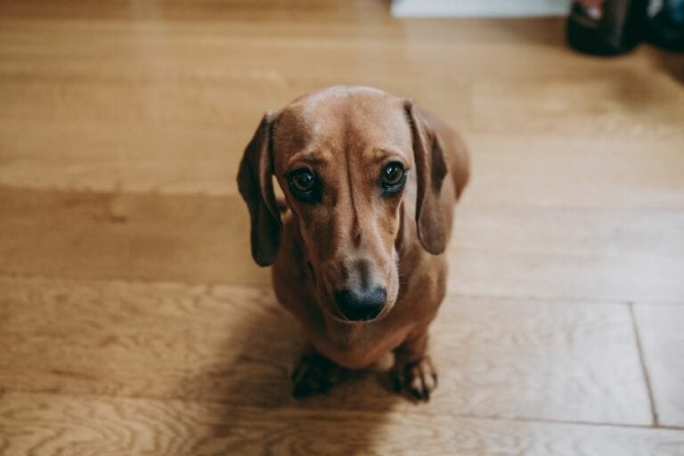 Brown Smooth Hair Dachsund Looking at Camera