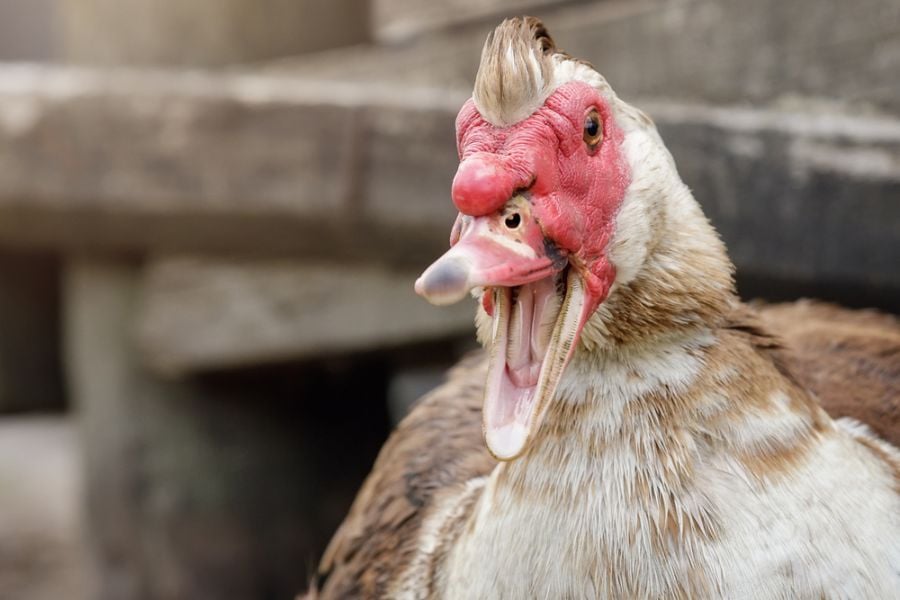 Closeup of a Hissing Muscovy Duck