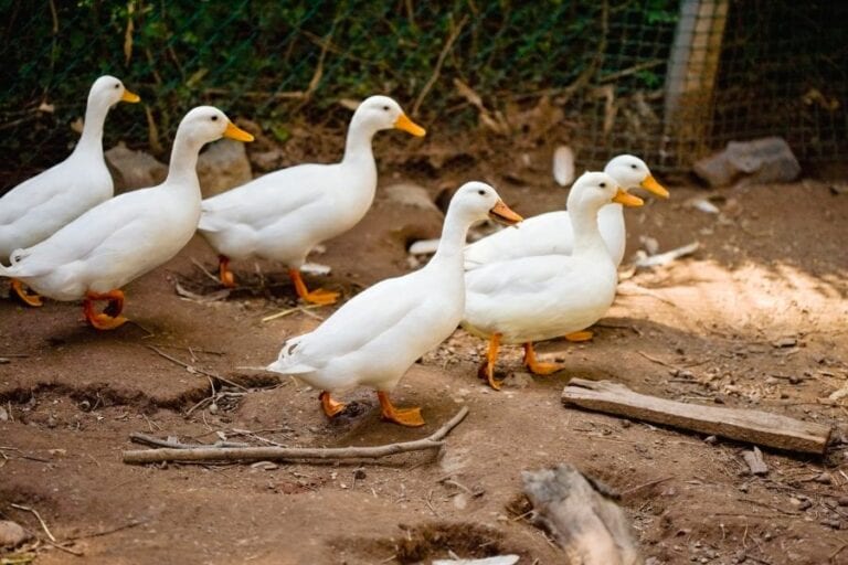 Ducks Walking on Dirt Path