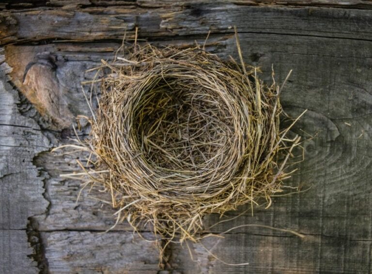 Empty Bird's Nest