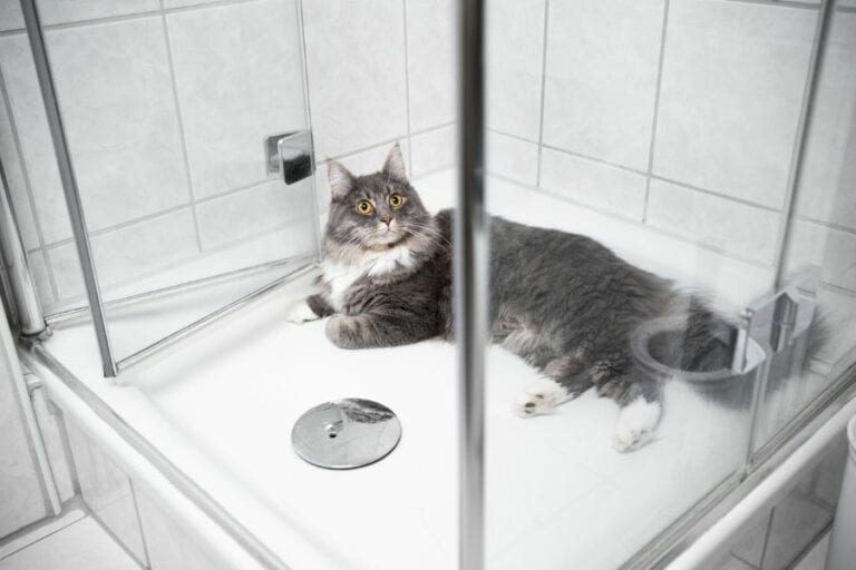 Fluffy Tabby Lying in Shower