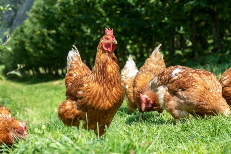 Group of Chickens