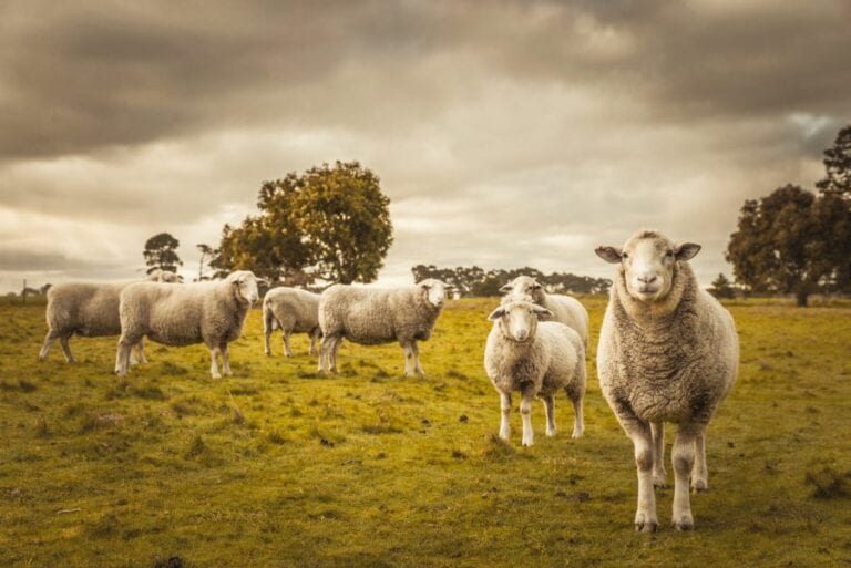 Group of Sheep Grazing in Paddock