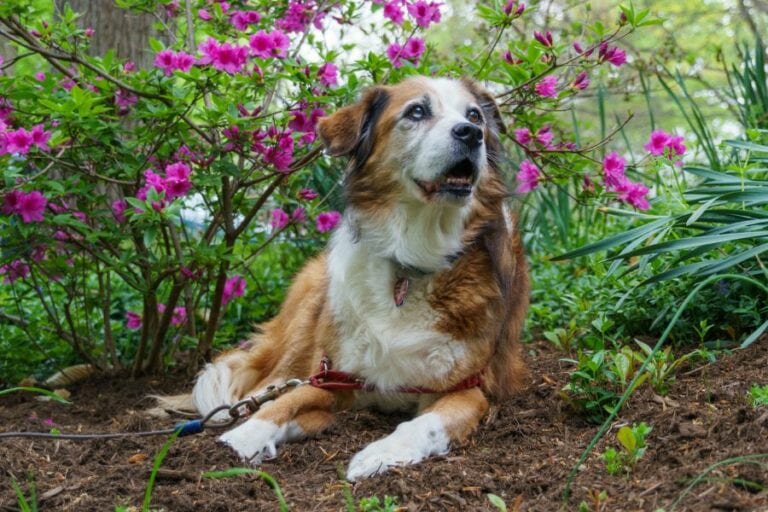 Older Dog Laying Under Azalea in Mulch