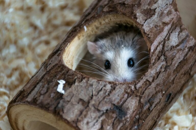 Roborovski Hamster Hiding in a Tree Trunk Toy