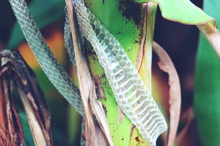 Shed Skin of Snake in Tree