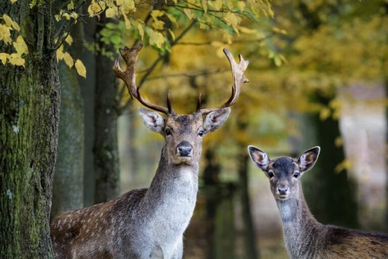 Stag and Young Fallow Deer